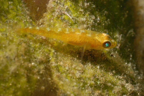 o6/69/207069/1/147307727.6ljD3C5p.Lembeh_103012_094605.JPG