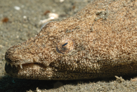 Stargazer Snake Eel