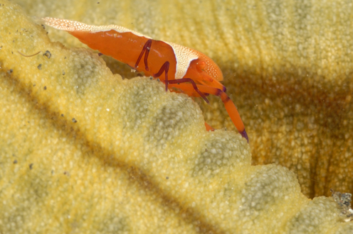 Commensal Shrimp
