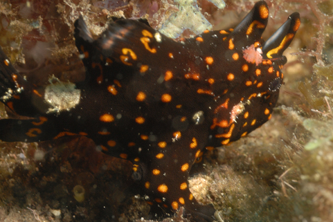 Frogfish