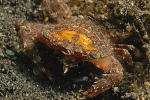 o6/69/207069/1/147307737.SbVyRXwT.Lembeh_103012_131133.JPG