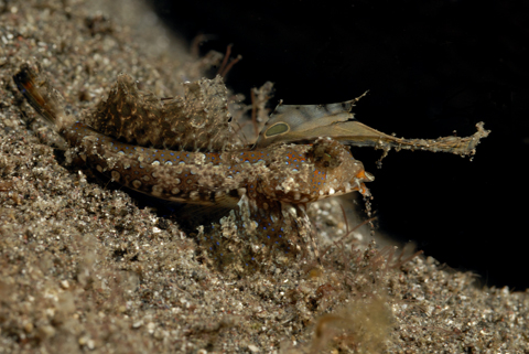 Fingered Dragonet