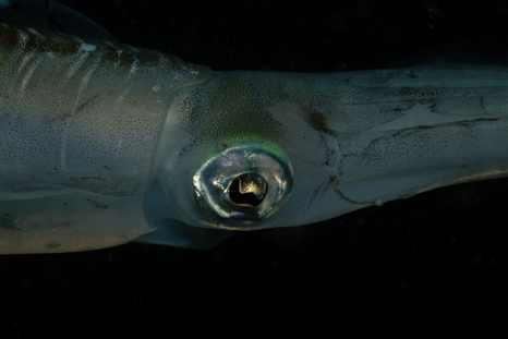 Gianteeye Squid