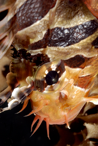 o6/69/207069/1/147307743.ANd0xiWW.Lembeh_103012_161153.JPG
