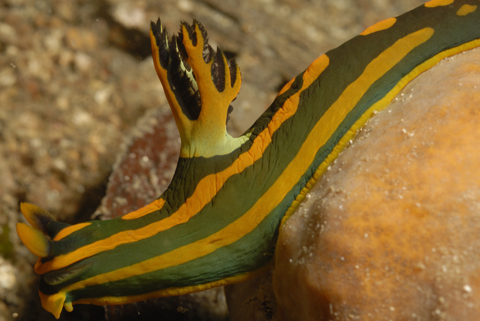 Nudi