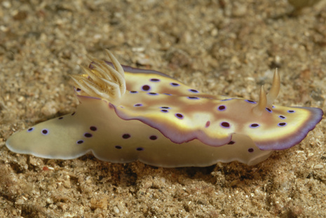 Nudi