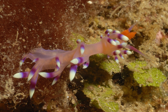 Nudi - Flabellinds