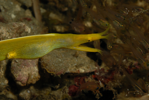 Ribbon Eel - Female