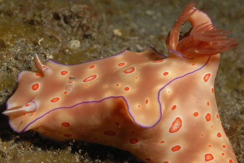 Nudi 