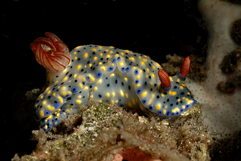 Nudi