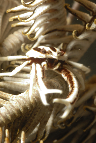 o6/69/207069/1/147307818.2w7avVa0.Lembeh_103112_120559.JPG