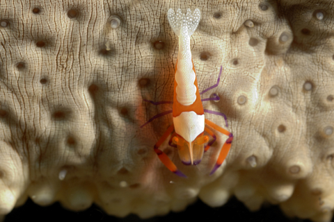 Commensal Shrimp