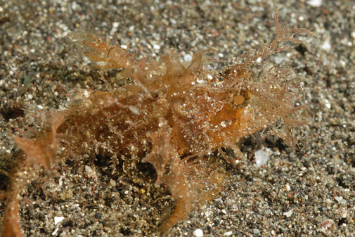 o6/69/207069/1/147307822.OzogOStm.Lembeh_103112_122716.JPG