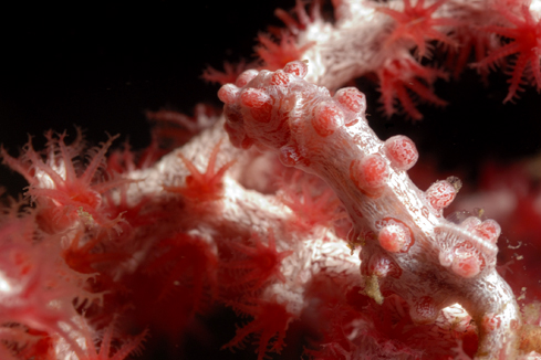 Pygmy Seahorse