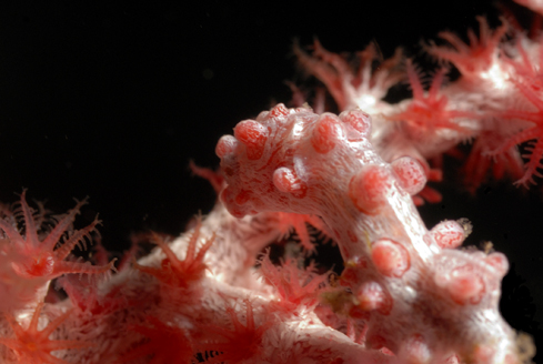 Pygmy Seahorse
