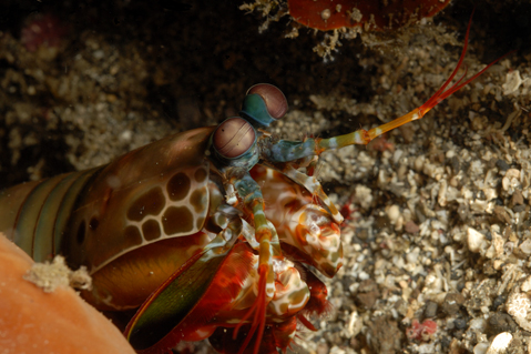 Mantis Shrimp