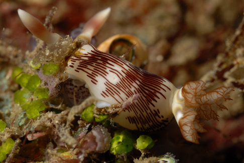 Nudi 