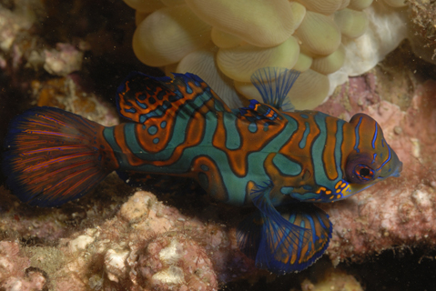 Mandarin Fish