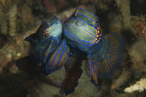 Mandarin Fish