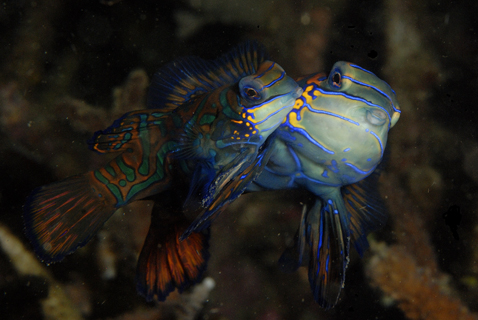 Mandarin Fish