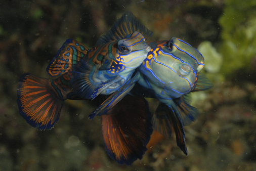 Mandarin Fish
