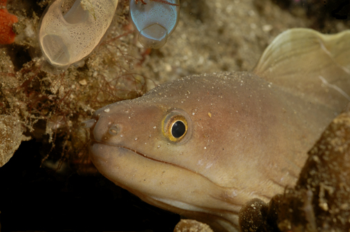 Moray