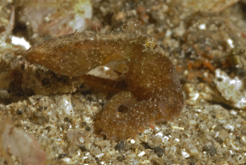Baby Octopus