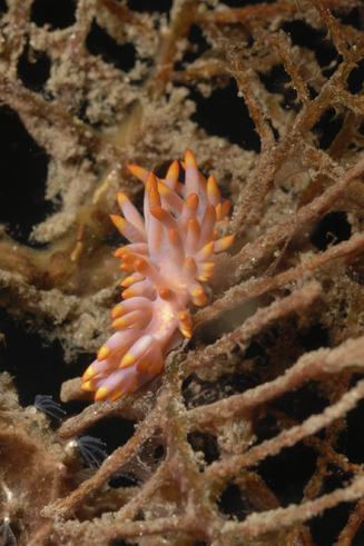 Nudi - Flabellinids