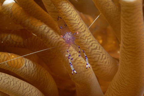 Pepper & Salt Commensal Shrimp