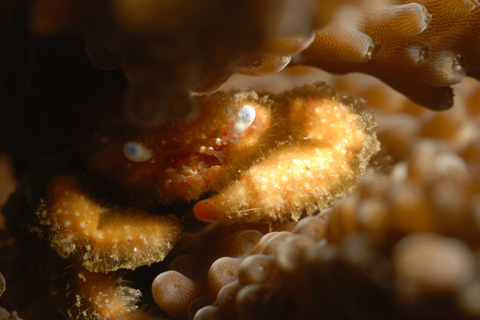 o6/69/207069/1/147307855.2VKxxDAp.Lembeh_110112_093902.JPG