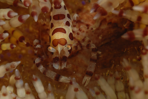 Colman Shrimp