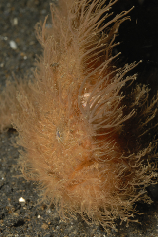 Hairy Frogfish