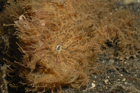 Hairy Frogfish