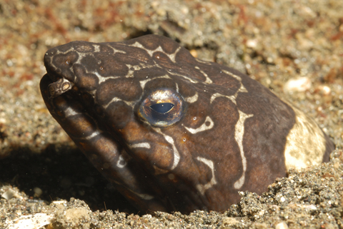 Clown Snake Eel