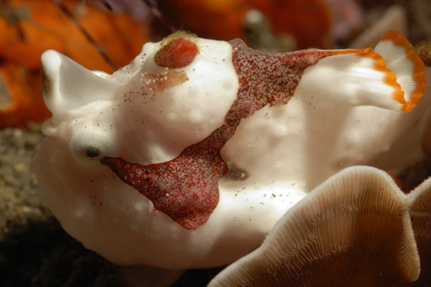 Clown Frogfish