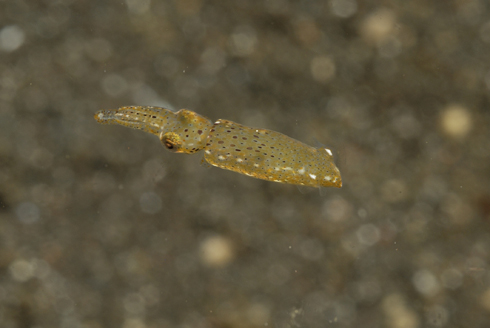 Baby Squid
