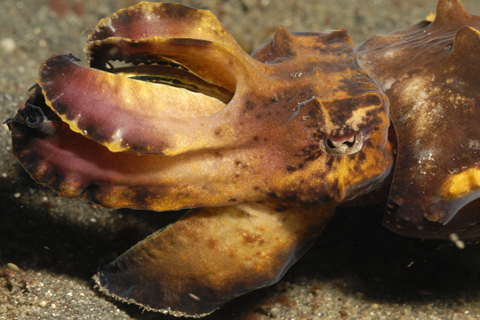 Flambouyant Cuttlefish