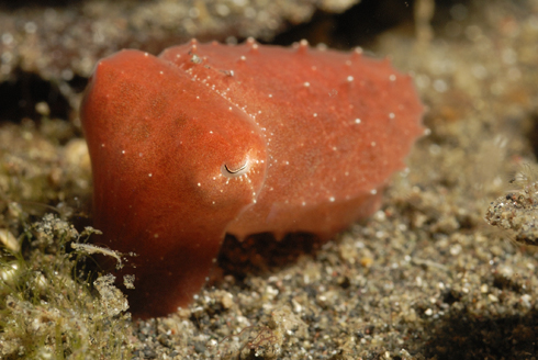 Pygmy Cuttlefish