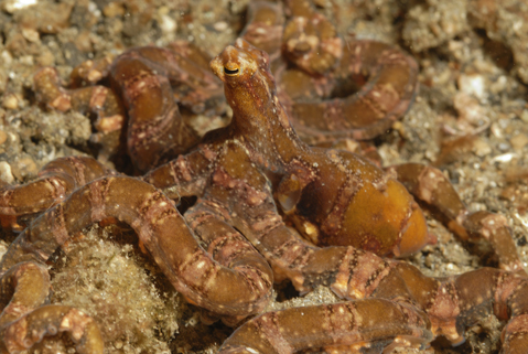 Wunderpus