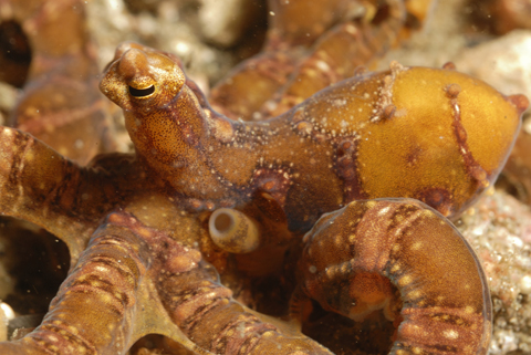 Lembeh 2012
