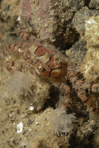 Pom Pom Crab