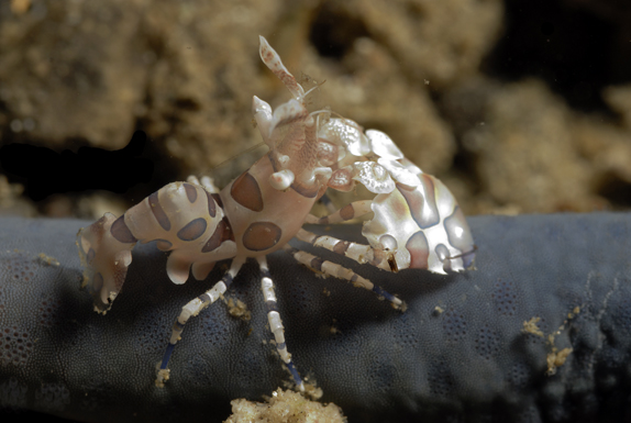 Harlequin Shrimp