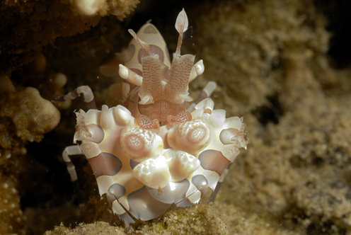 Harlequin Shrimp