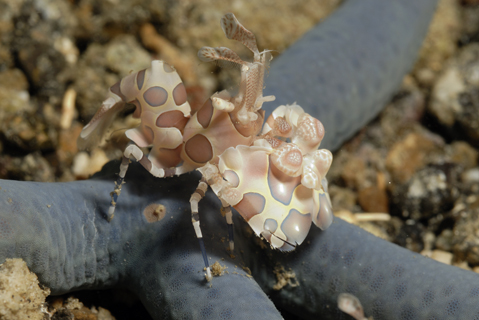 Harlequin Shrimp