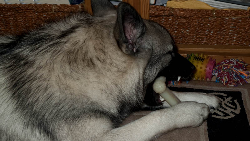 Dec. 2: Pesky Paisley chews her nylabone!