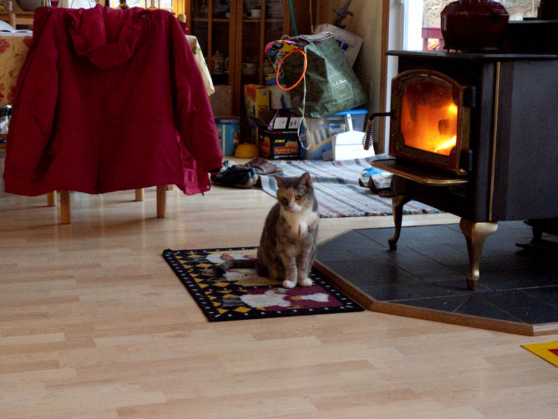 Flicka sits by the fire.