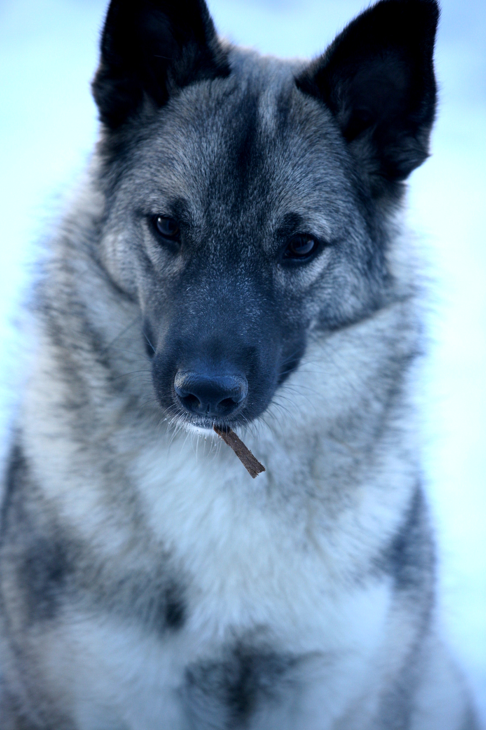 a wood pile scrap hangs from her mouth.