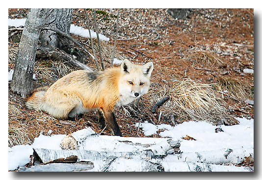 Oh my! A fox! Wow! Look at this muted color.