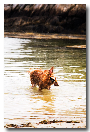 This doggie is making the rounds at the beach.
