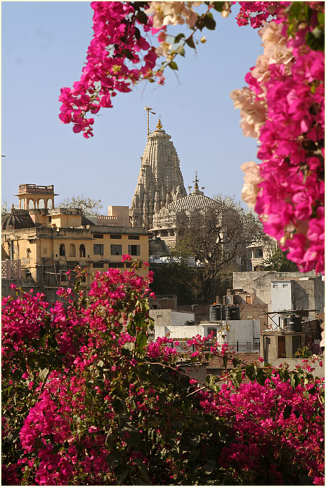 Rooftops view with Bougainvilliers-Udaipur